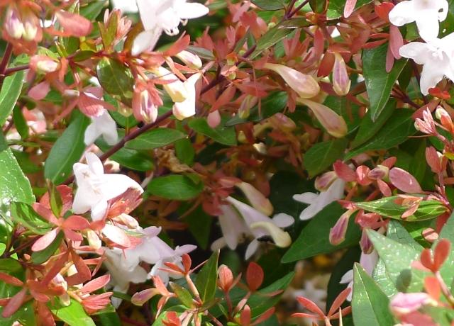 Abelia x grandiflora