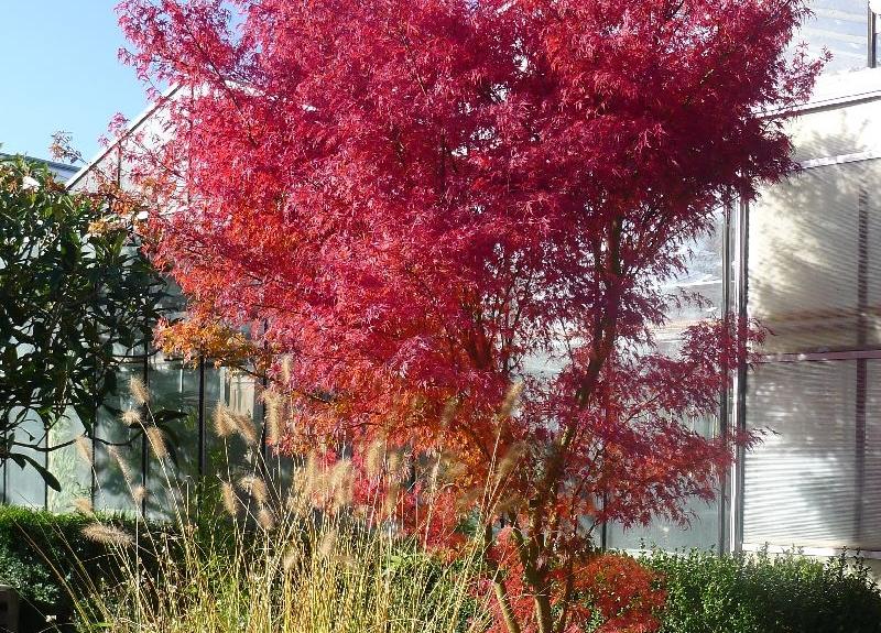 Acer palmatum