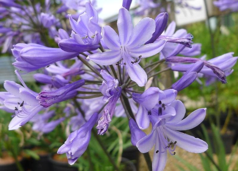 Agapanthus 'Dr. Brouwer'