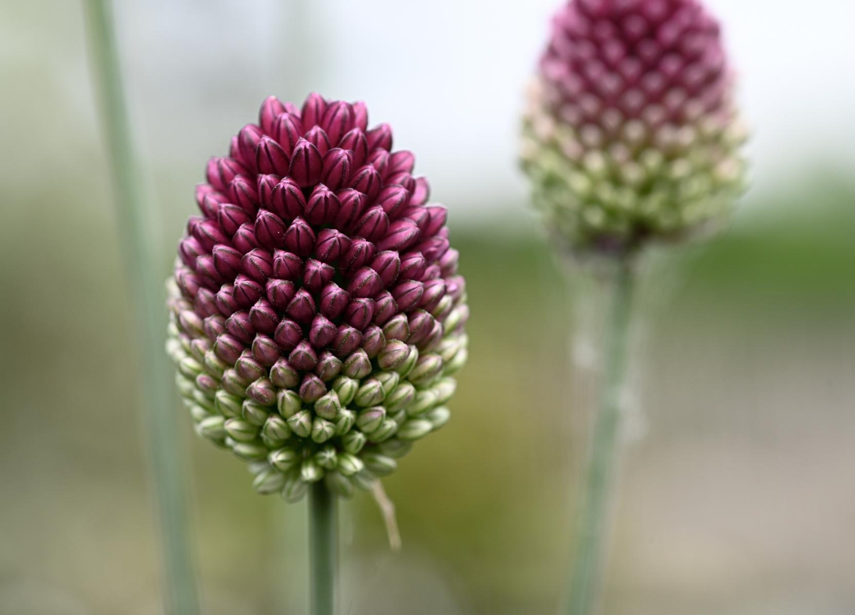 Allium sphaerocephalon