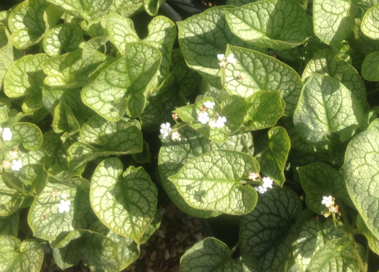 Brunnera macrophylla 'Mr. Morse'