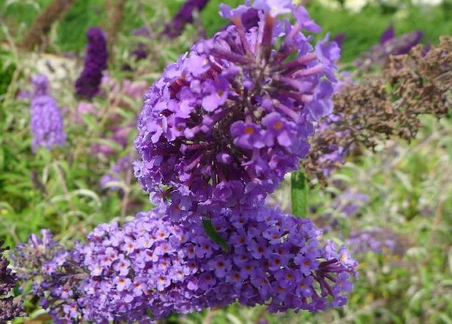 Buddleja 'Lochinch'