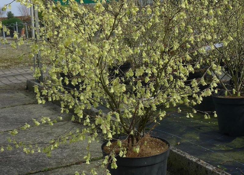 Corylopsis pauciflora