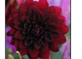 Dahlia 'Arabian Night