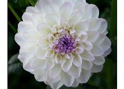 Dahlia 'Eveline'