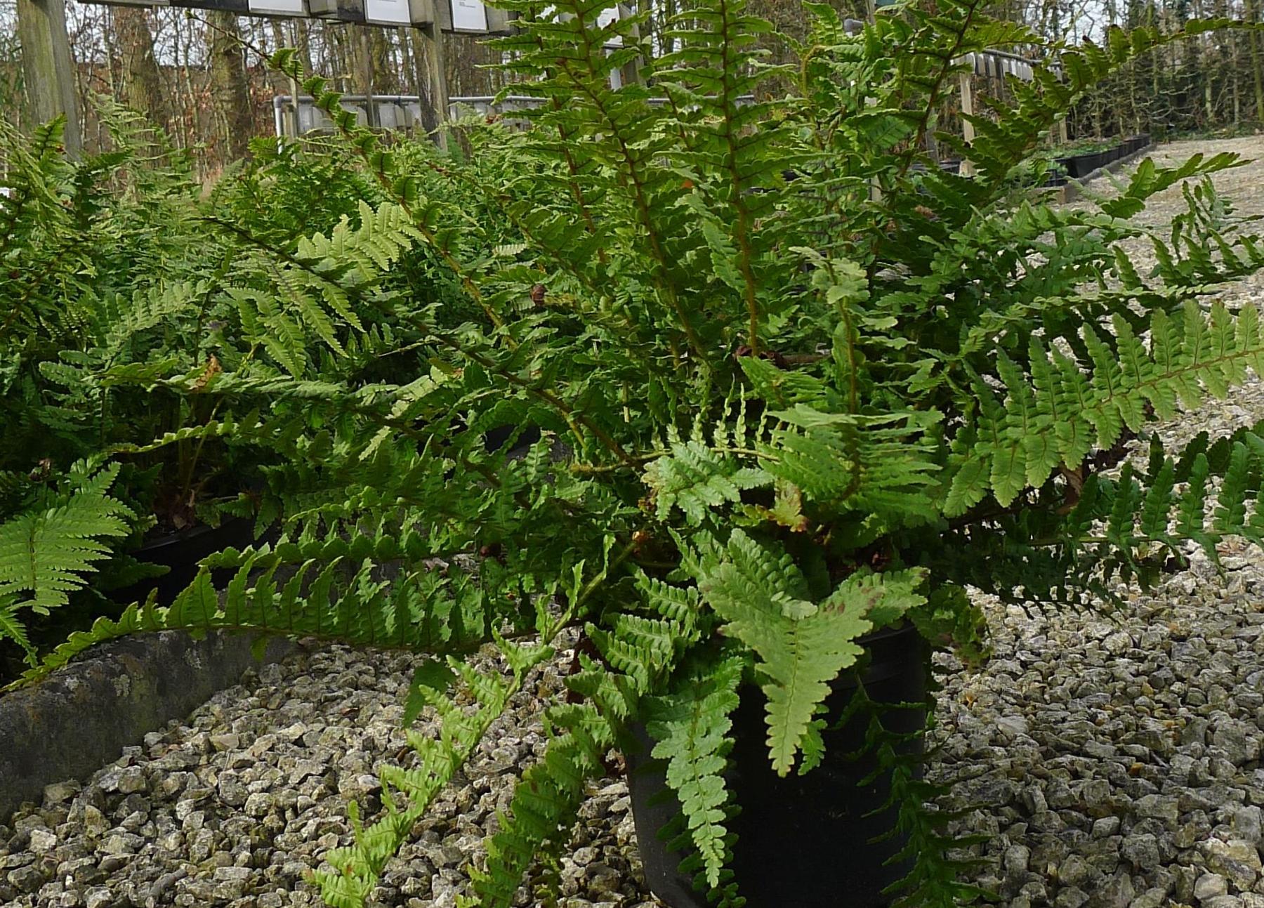 Dryopteris affinis 'Pinderi'