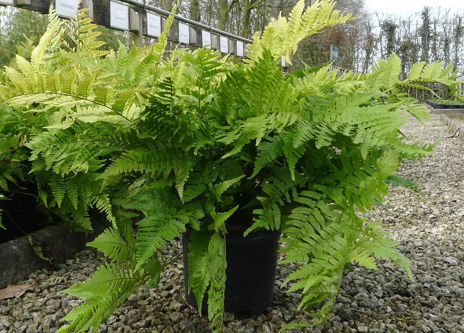 Dryopteris erythrosora