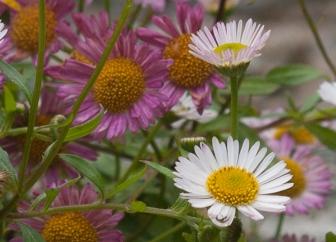 Erigeron karvinskianus