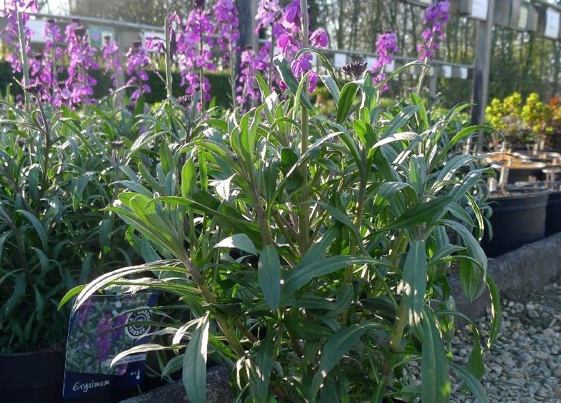 Erysimum 'Bowles' Mauve'