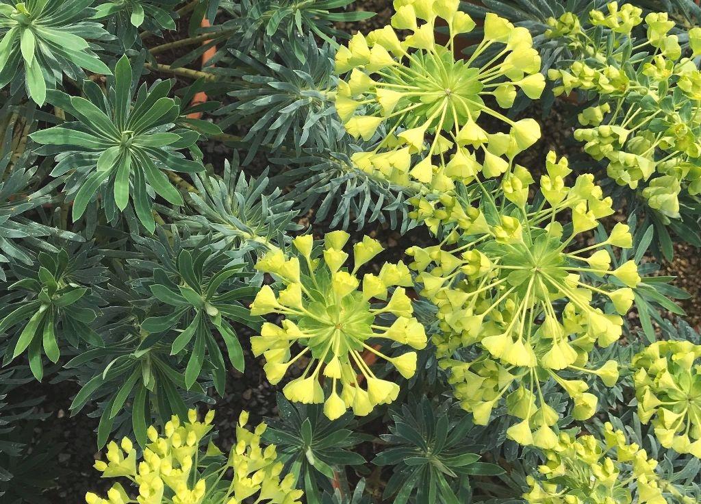 Euphorbia characias ssp. wulfenii