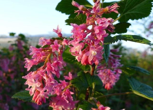 Ribes sanguineum 'King Edward VII'