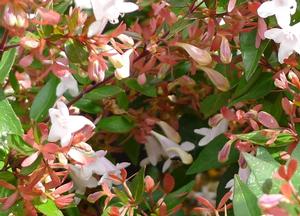 Abelia x grandiflora