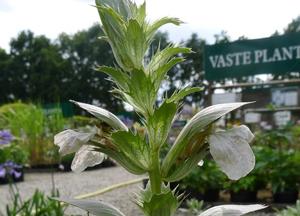 Acanthus spinosus