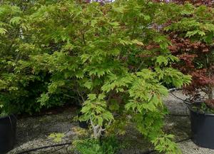 Acer japonica 'Vitifolium'