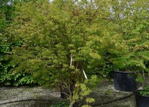 Acer palmatum 'Seiryu'