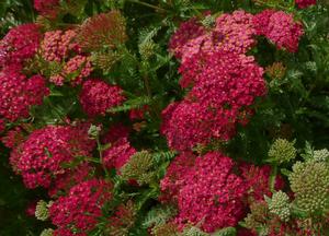 Achillea millefolium 'Paprika'