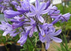 Agapanthus 'Blue Giant'