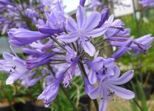 Agapanthus 'Dr. Brouwer'