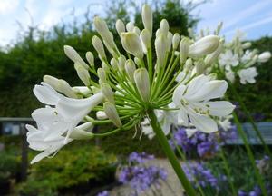 Agapanthus 'White Giant'