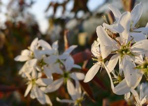 Amelanchier lamarckii