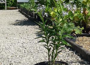 Amsonia tabernaemontana
