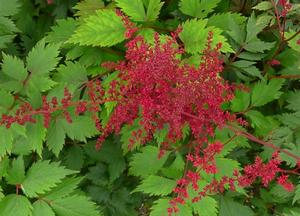 Astilbe x arendsii 'Spinell'