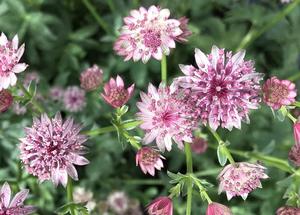 Astrantia major 'Roma'