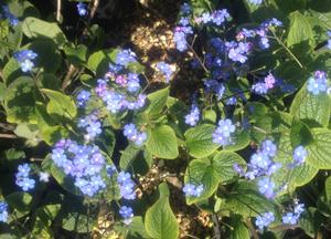 Brunnera macrophylla