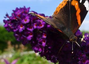 Buddleja davidii 'Black Knight'