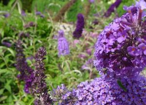 Buddleja davidii 'Empire Blue'