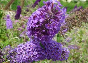 Buddleja 'Lochinch'