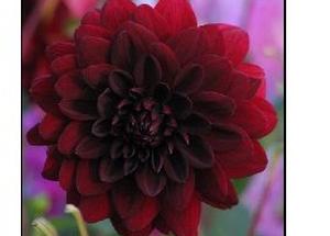 Dahlia 'Arabian Night