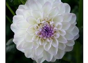 Dahlia 'Eveline'