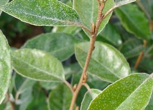 Elaeagnus ebbingei 'Compacta'