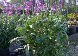 Erysimum 'Bowles' Mauve'