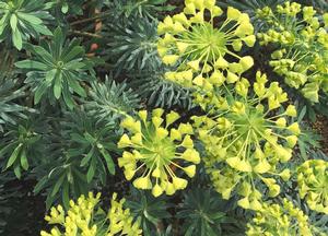 Euphorbia characias ssp. wulfenii