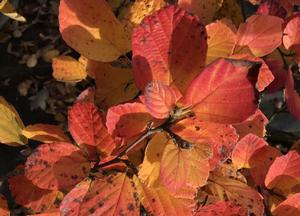 Fothergilla major