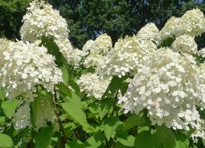 Hydrangea paniculata 'Limelight'