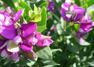 Polygala myrtifolia