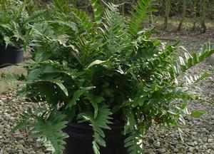 Polypodium vulgare