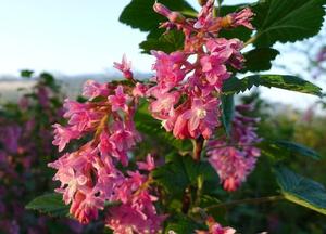 Ribes sanguineum 'King Edward VII'