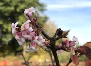 Viburnum burkwoodii 'Anne Russell'