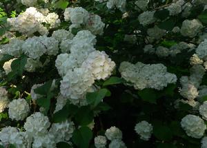 Viburnum plicatum 'Grandiflorum'