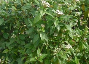 Viburnum tinus 'Gwenllian'