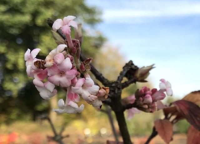 Viburnum burkwoodii 'Anne Russell'