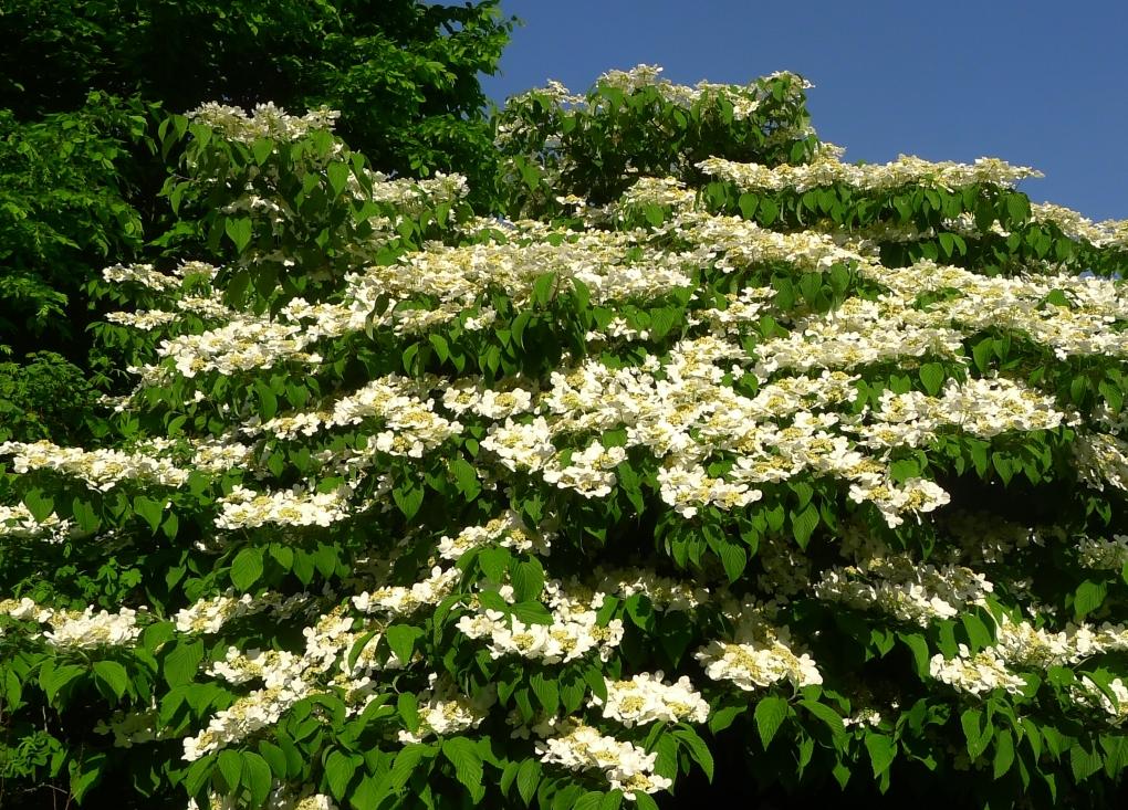 Viburnum plicatum 'Mariesii'